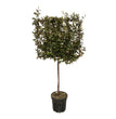 Eleagnus Ebbingei boom op rek - 225 cm - Ø40cm