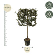 Quercus ilex boom op rek - 225 cm - Ø40cm