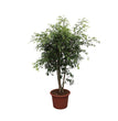 Ficus Benjamina Exotica vertakt - 190 cm - ø50