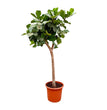 Ficus Lyrata boom XXXL - 230cm - ø42