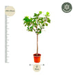 Ficus Lyrata boom XXXL - 300cm - ø55