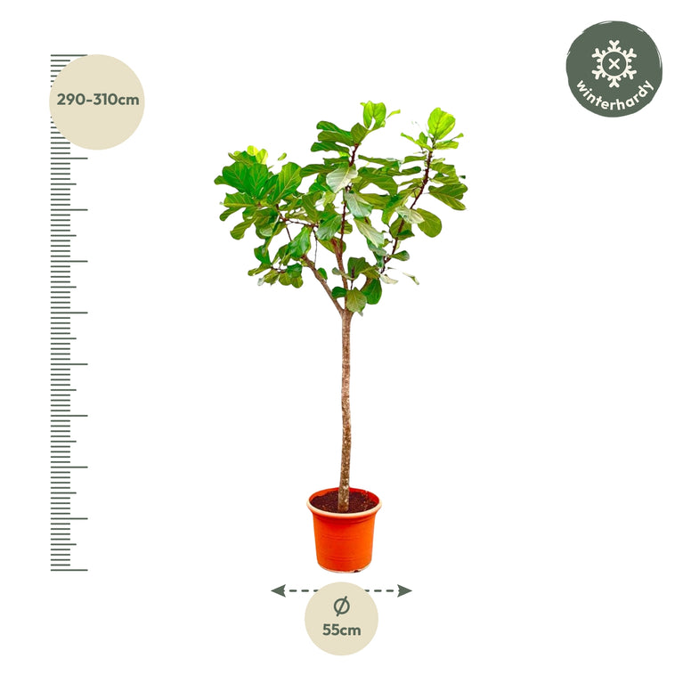 Ficus Lyrata boom XXXL - 300cm - ø55