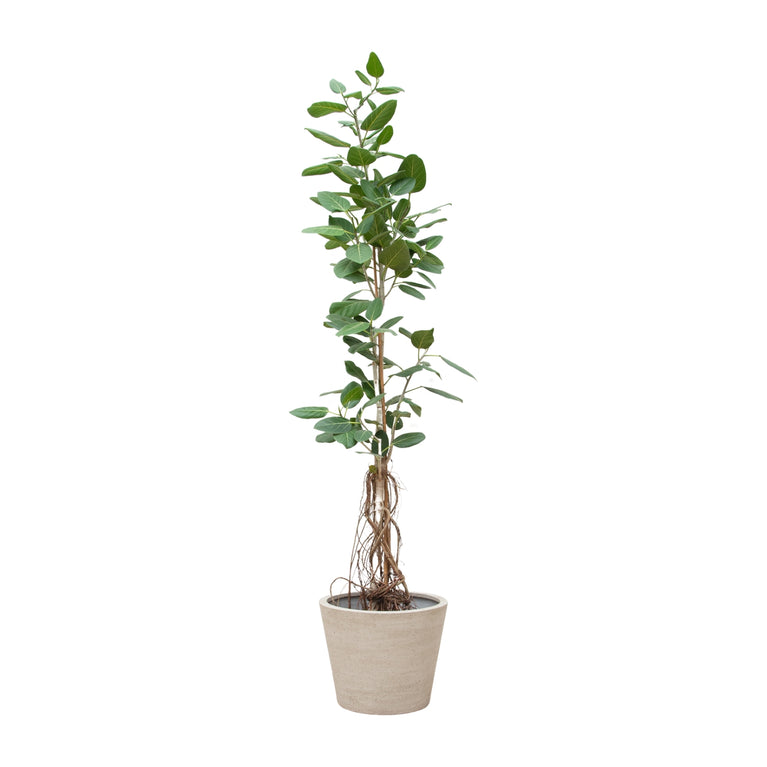 Ficus Benghalensis Audrey Op Stam Met Hangende Wortels - 220cm - ø45