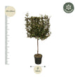 Eleagnus Ebbingei boom op rek - 225 cm - Ø40cm