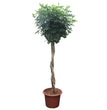 Schefflera Arboricola Compacta gevlochten stam - 250 cm - ø55