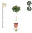 Schefflera Arboricola Compacta gevlochten stam - 200 cm - ø50