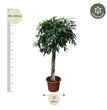 Ficus Amstel King gevlochten stam - 190 cm - ø45