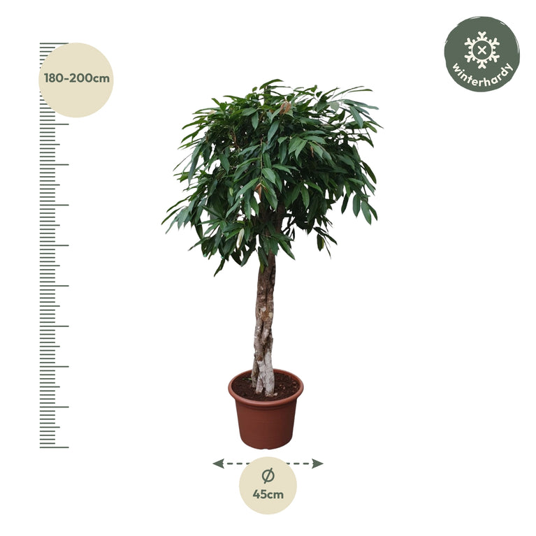 Ficus Amstel King gevlochten stam - 190 cm - ø45