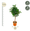 Schefflera op stam - 225cm - ø45