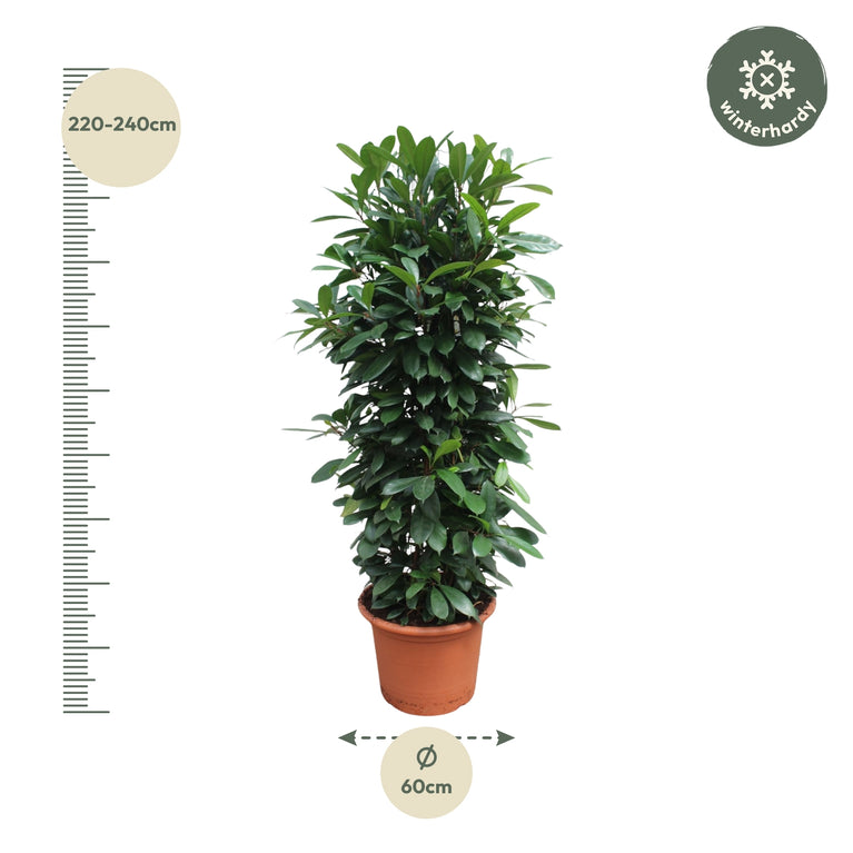 Ficus Cyathistipula gaasrek - 230 cm - ø60