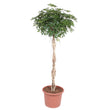 Schefflera Arboricola Compacta gevlochten stam - 200 cm - ø50