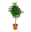 Schefflera op stam - 225cm - ø45