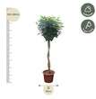 Schefflera Arboricola Compacta gevlochten stam - 250 cm - ø55