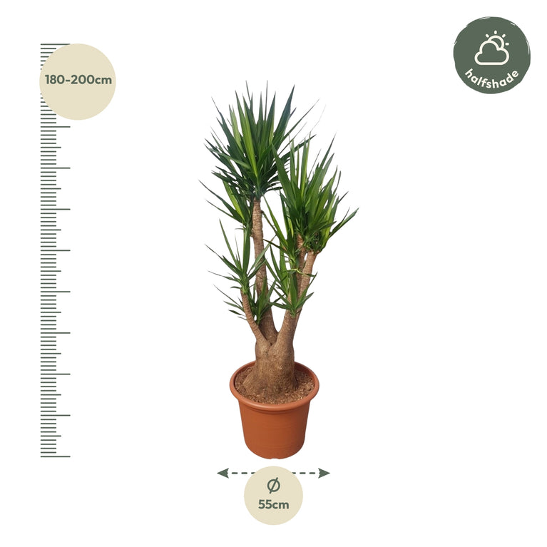 Yucca Elephantipes vertakt - 190 cm - ø55