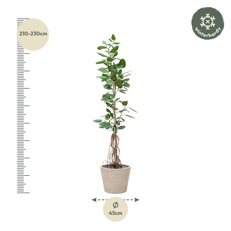 Ficus Benghalensis Audrey Op Stam Met Hangende Wortels - 220cm - ø45