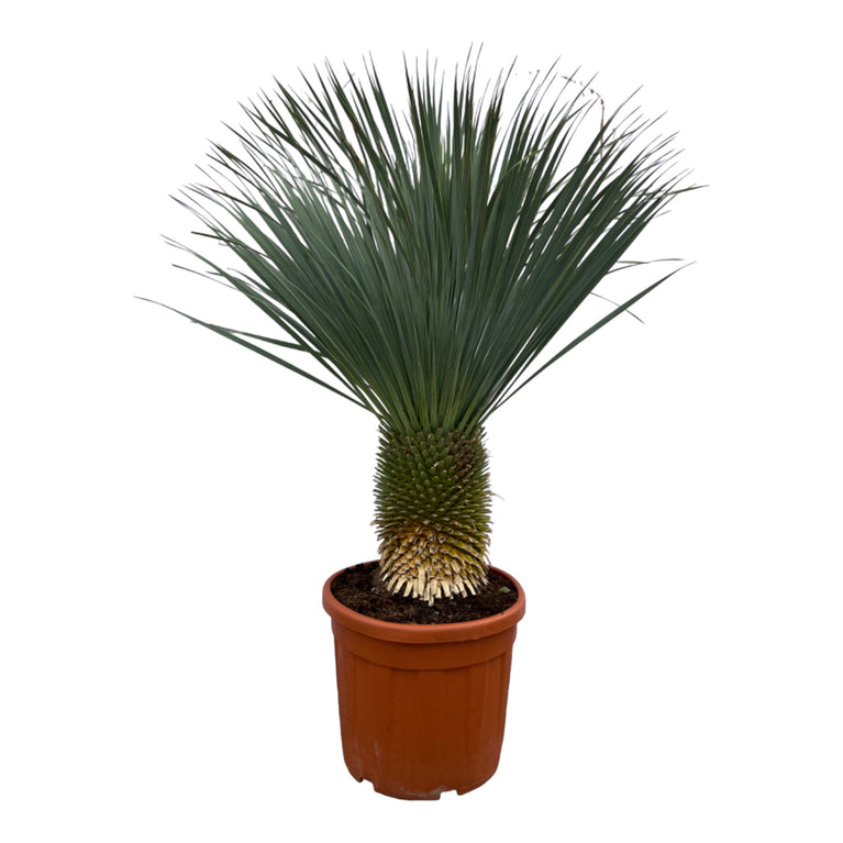 Yucca Rostrata - 160 cm - Ø50cm