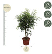 Ficus Benjamina Exotica vertakt - 190 cm - ø50