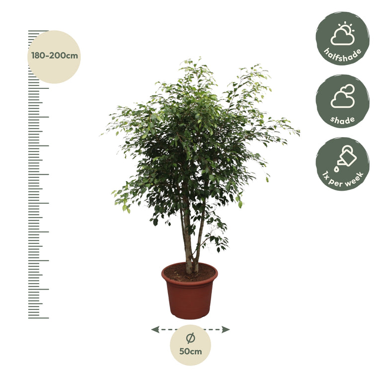 Ficus Benjamina Exotica vertakt - 190 cm - ø50