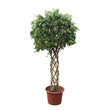 Ficus Benjamina Exotica gevlochten stam - 250 cm - ø55