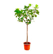 Ficus Lyrata boom XXXL - 300cm - ø55