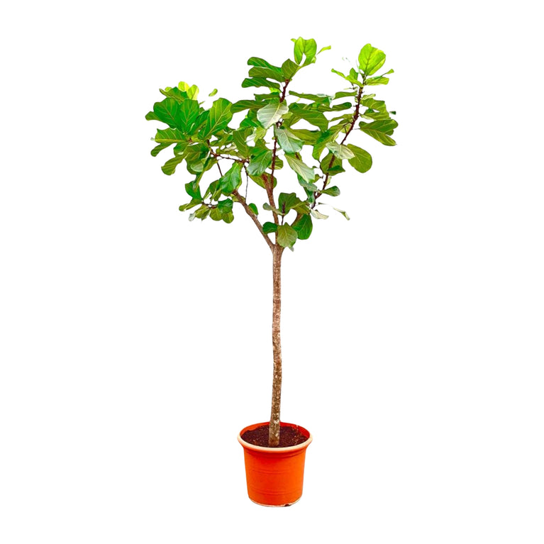 Ficus Lyrata boom XXXL - 300cm - ø55