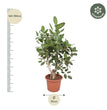 Ficus Benghalensis vertakt - 170 cm - ø50