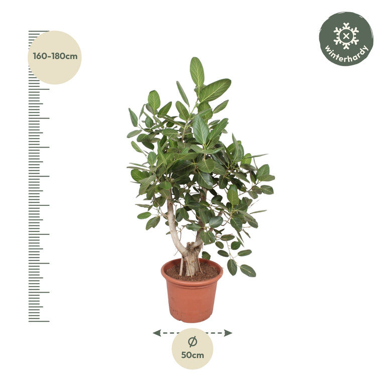 Ficus Benghalensis vertakt - 170 cm - ø50