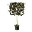 Quercus ilex boom op rek - 225 cm - Ø40cm