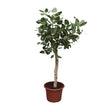 Ficus Benghalensis boom - 200 cm - ø50