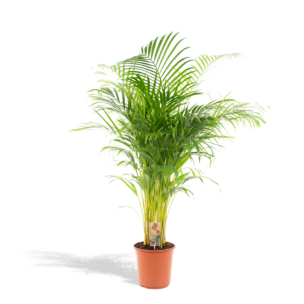 Areca palm