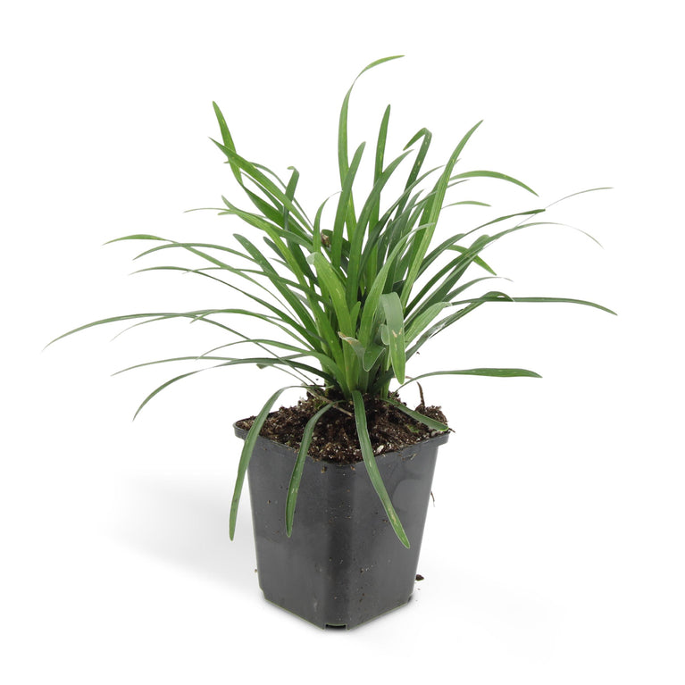 Liriope muscari 'Big Blue' - ↕10-25cm - Ø9cm